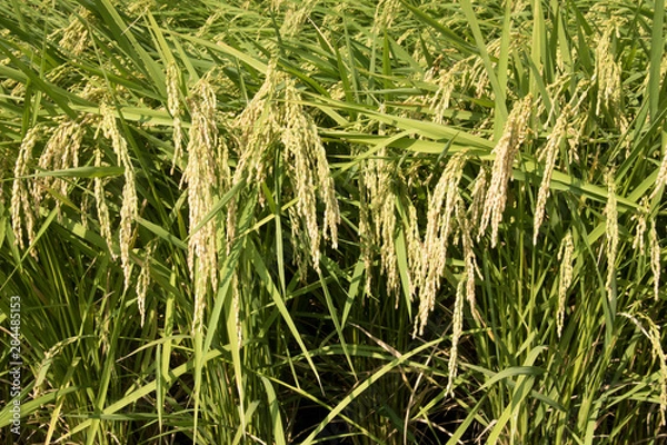 Fototapeta お米できたよ