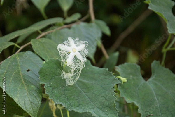 Fototapeta カラスウリの花