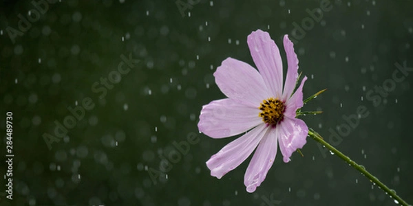 Fototapeta Beautiful pink flower in the rain against a blurred natural background. Copy space