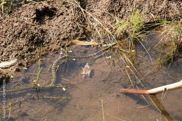 Fototapeta 毒蛇　ヤマカガシ