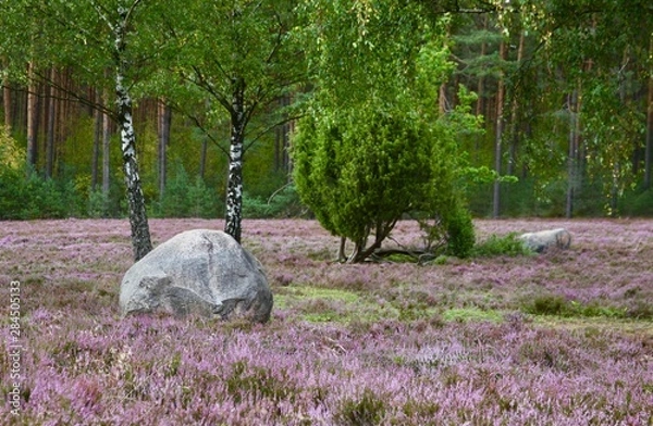 Obraz Lüneburger Heide