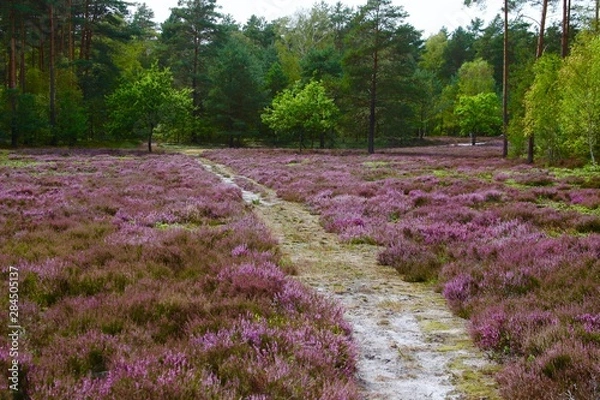 Obraz Lüneburger Heide