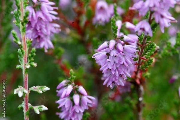 Obraz Lüneburger Heide