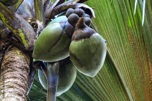 Obraz Coco de mer fruit at a seychelles palm tree in UNESCO world natural heritage Vallee de Mai on island praslin