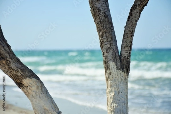 Obraz Bäume am Strand