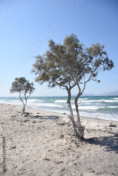 Obraz Bäume am Strand