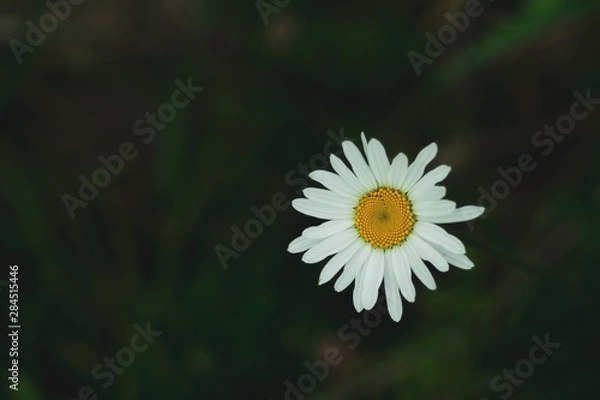 Obraz Chamomile close up. daisy flower in dark background