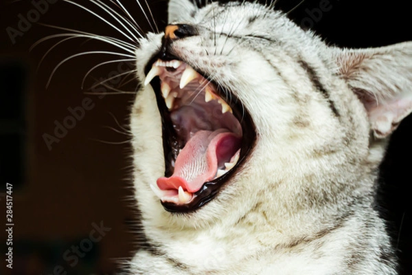 Fototapeta The gray cat has opened its mouth because of sleepiness.