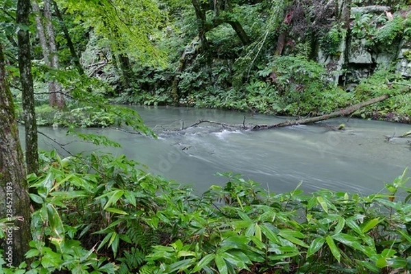 Fototapeta 《奥入瀬渓流》青森県十和田市