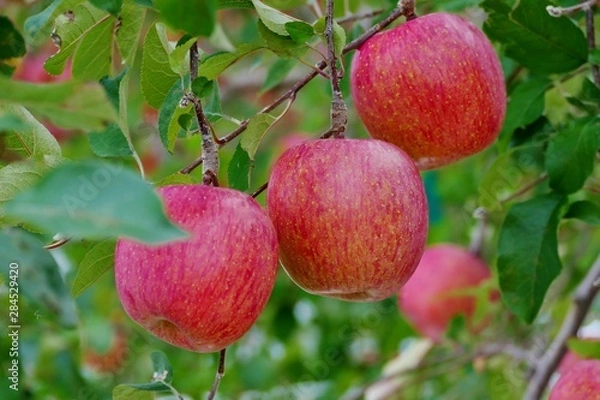 Obraz 《青森の林檎》青森県弘前市