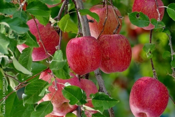 Obraz 《青森の林檎》青森県弘前市