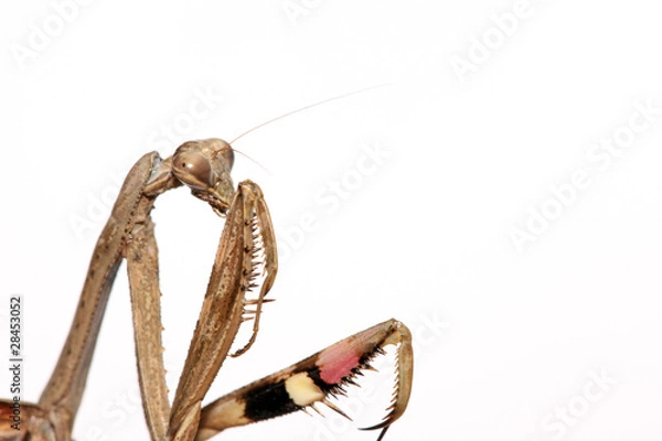 Obraz a mantis, its paws have colored stripes