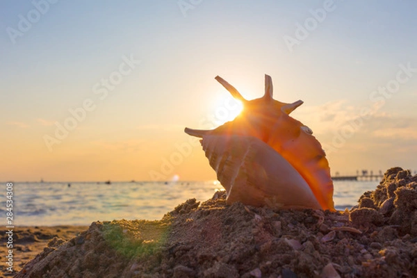 Obraz shell on the beach