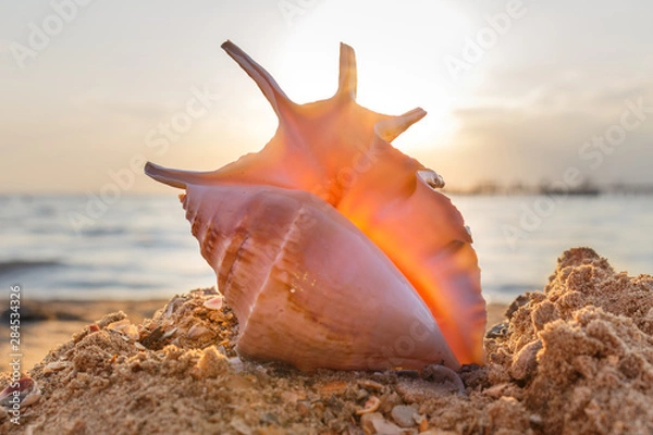 Obraz shell on the beach