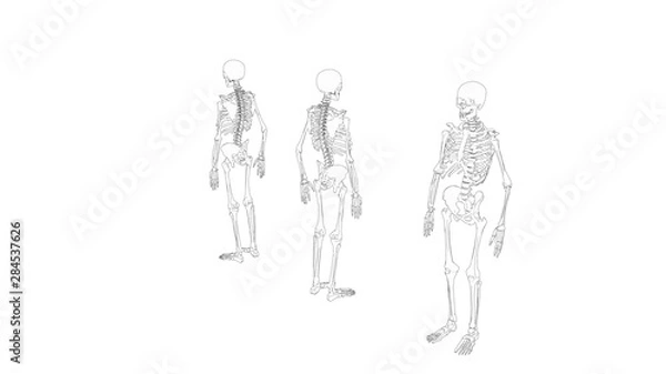 Obraz Skeleton multiple views of a human computer renderd skeleton,