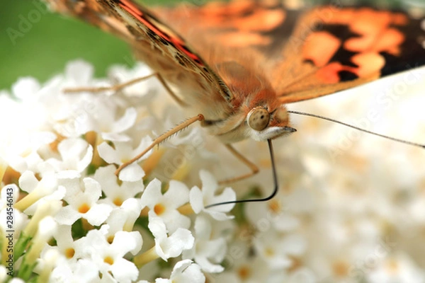 Fototapeta Distelfalter