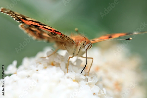 Fototapeta Distelfalter