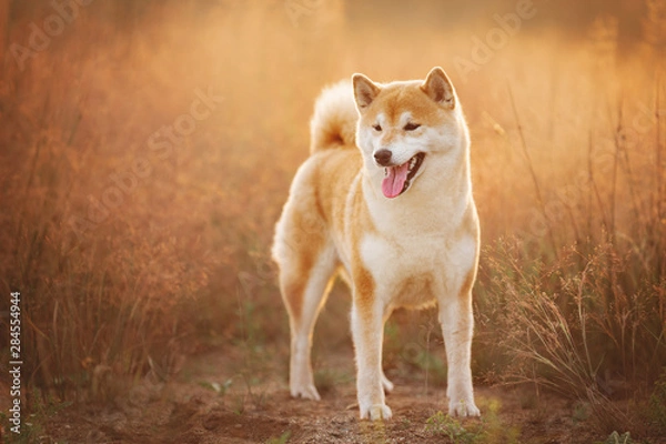 Obraz Beautiful and happyRed Shiba inu dog standing in the field in summer at sunset
