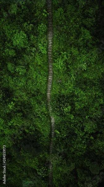 Obraz Path In The Forest