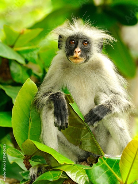Obraz Zanzibar red colobus