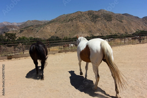 Fototapeta At the stables. Blue skies, mountains, green trees, coral & horses. Running away from the camera are a paint and a large black stallion.