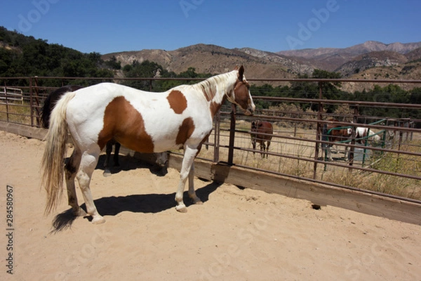 Fototapeta A beautiful white & brown paint horse in a coral. Next to him is a donkey & a pony. In the background are green trees, and then the mountains and crystal blue skies.
