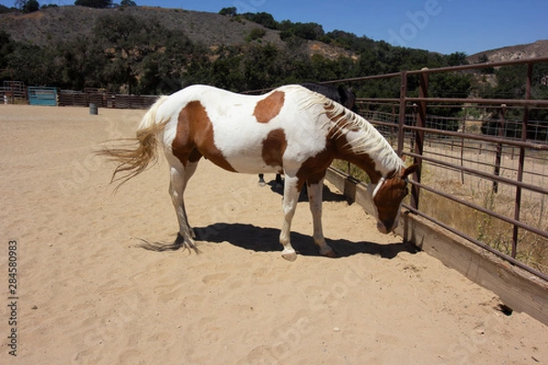 Obraz Pinto stallion
