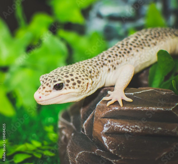 Obraz lizard on rock