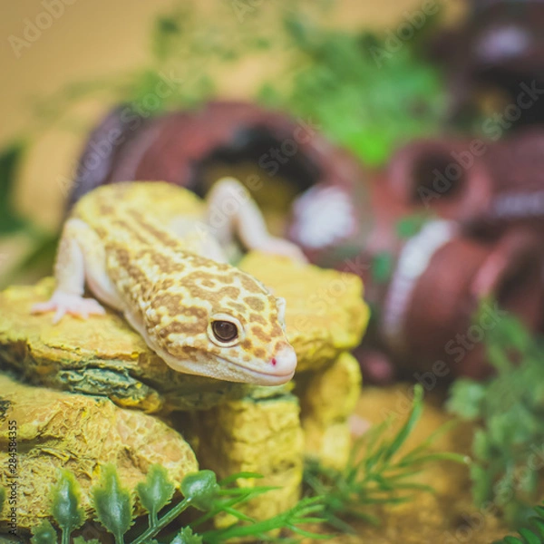 Obraz Lizard on rock