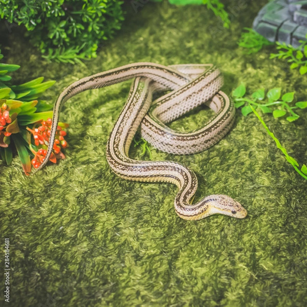 Fototapeta snake on the grass