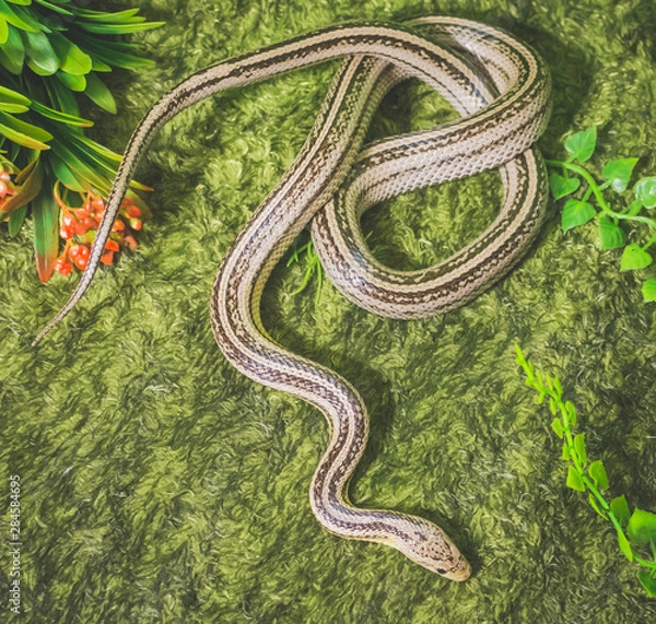Fototapeta Snake on grass