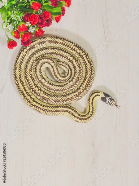 Obraz Snake on white background