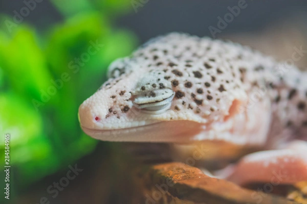 Obraz Sleeping lizard