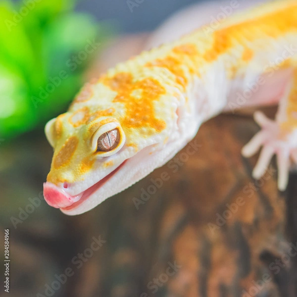 Obraz Closeup lizard with tongue