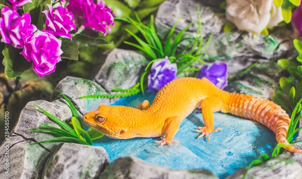 Obraz Orange lizard in pond