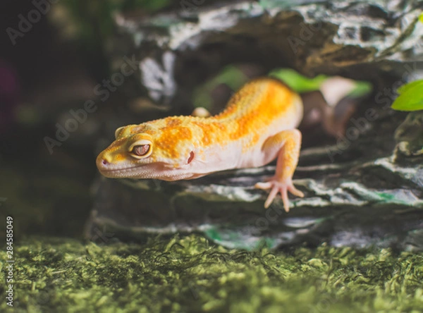 Obraz Lizard on rock
