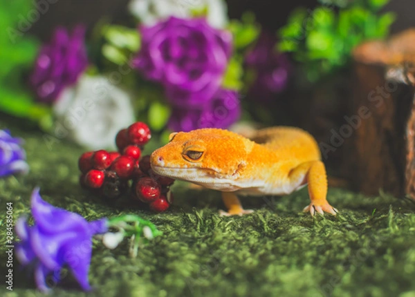 Obraz Lizard on fake grass