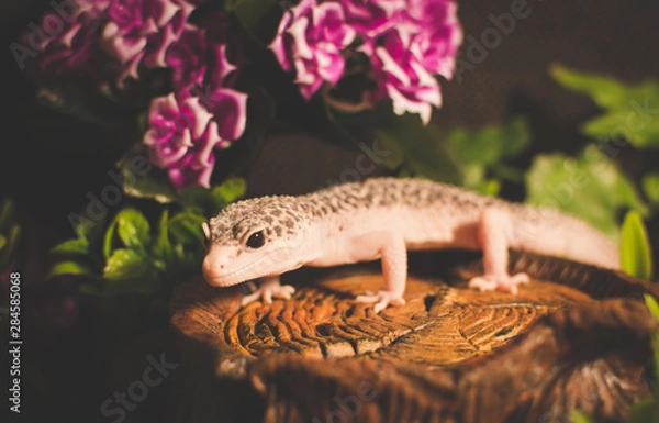 Obraz Lizard with flowers