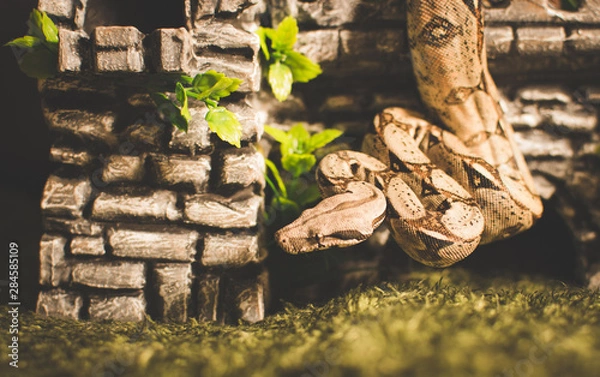 Obraz Snake on decoration