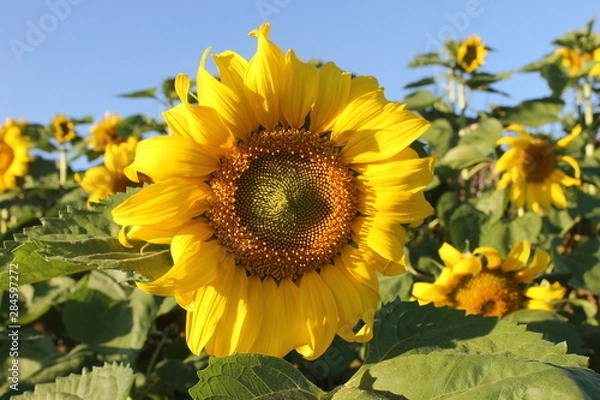 Obraz sunflower in field