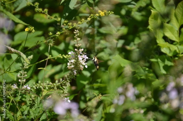 Fototapeta Snowberry Clearwing Moth