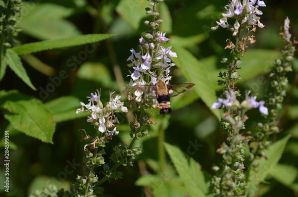 Fototapeta Snowberry Clearwing Moth