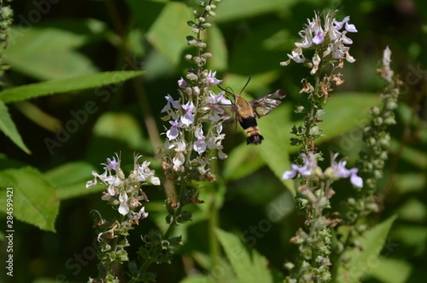 Obraz Snowberry Clearwing Moth