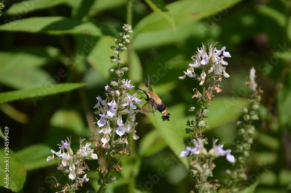 Obraz Snowberry Clearwing Moth