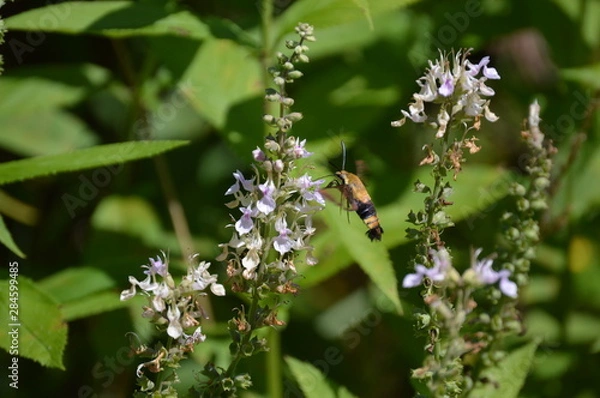 Fototapeta Snowberry Clearwing Moth