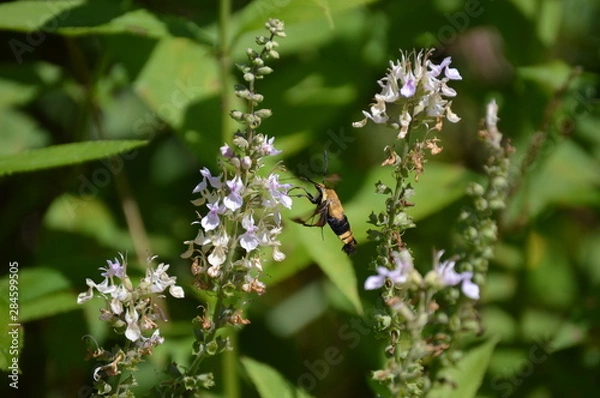 Fototapeta Snowberry Clearwing Moth
