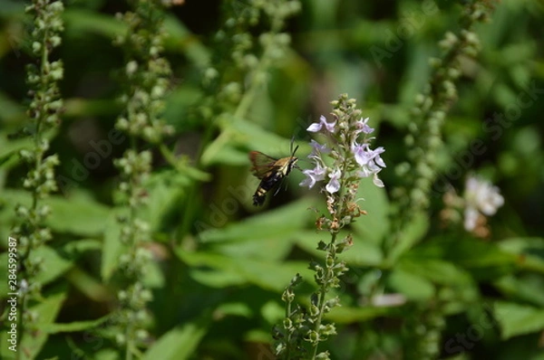 Fototapeta Snowberry Clearwing Moth