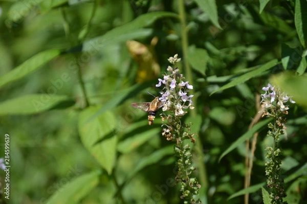 Obraz Snowberry Clearwing Moth