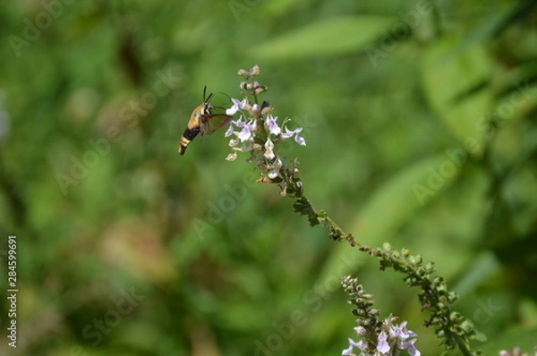 Obraz Snowberry Clearwing Moth