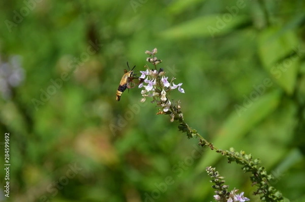 Fototapeta Snowberry Clearwing Moth